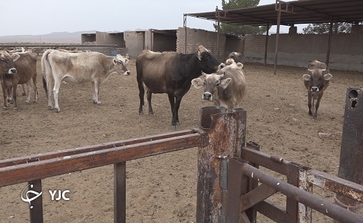 نژاد برترین گاو سویس 