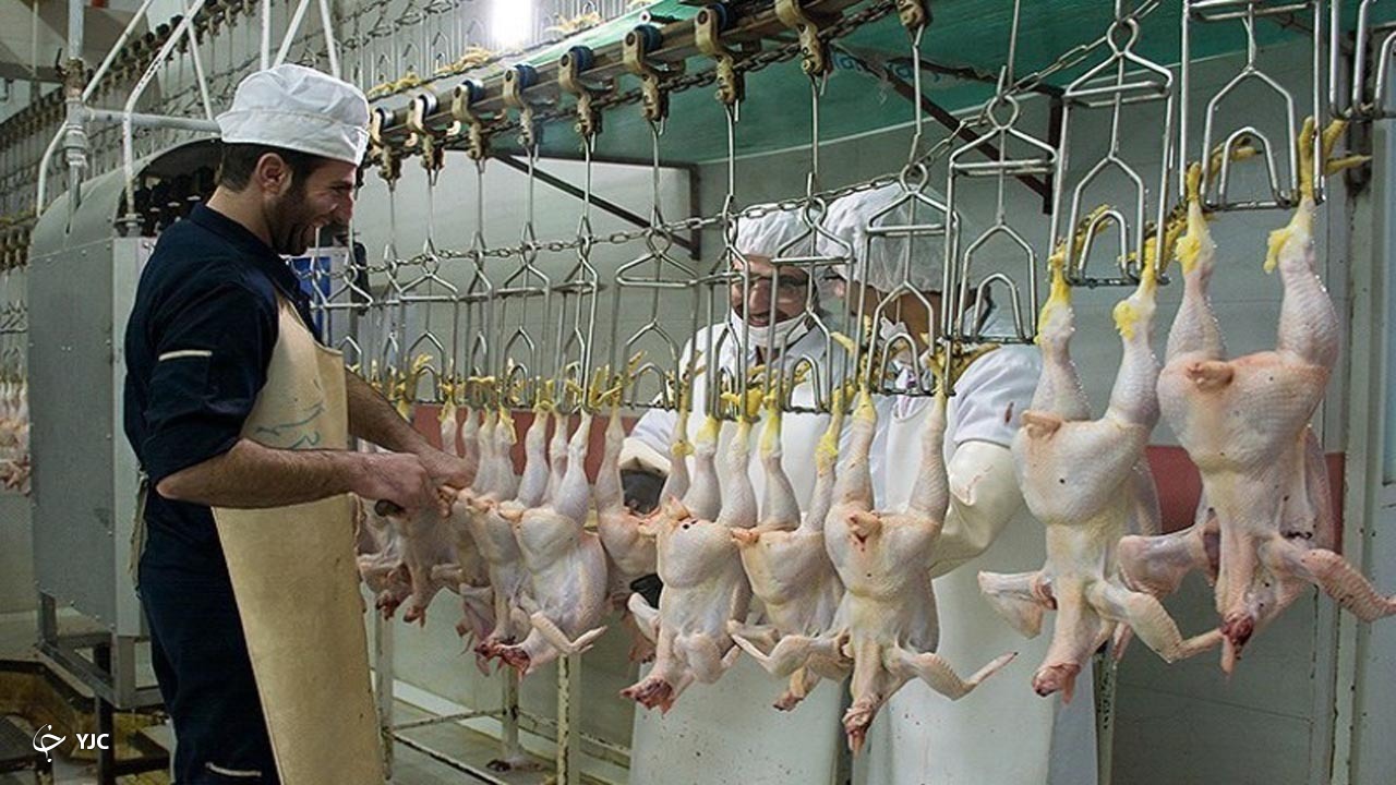 کشتار مرغ باید در کشتارگاه‌ها صورت گیرد