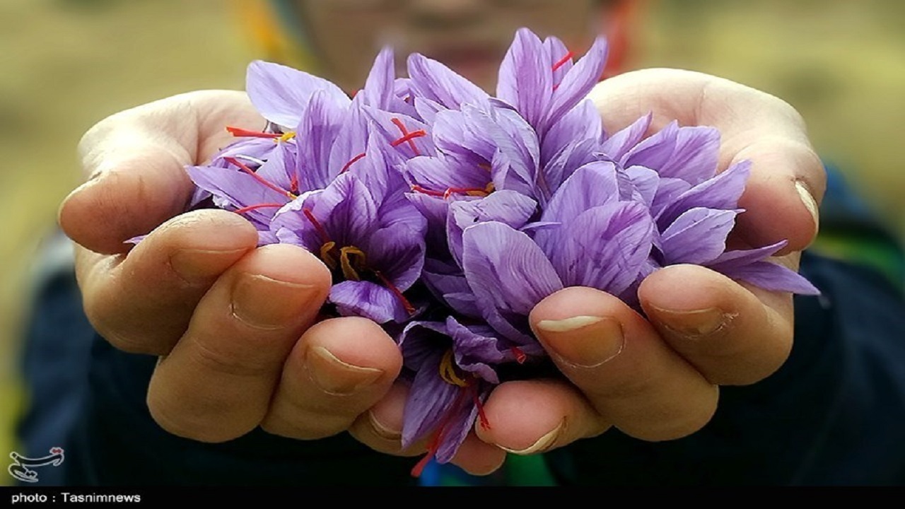 باد مخالف تعرفه بالای صادرات، جلوی خروج زعفران از کشور را می گیرد