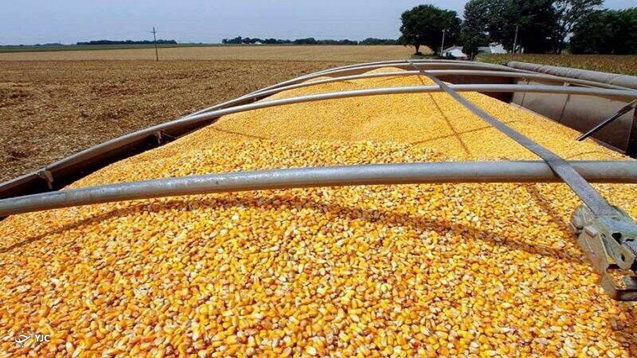 زخم کمبود نهاده‌های خام دامی بر تن دامداران