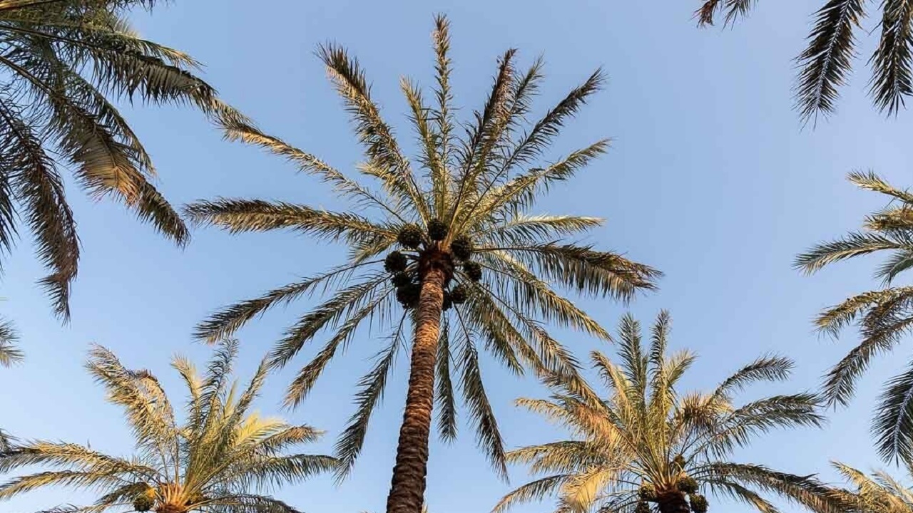 خشکی نخیلات شادگان زیر بار غم سنگین بی آبی