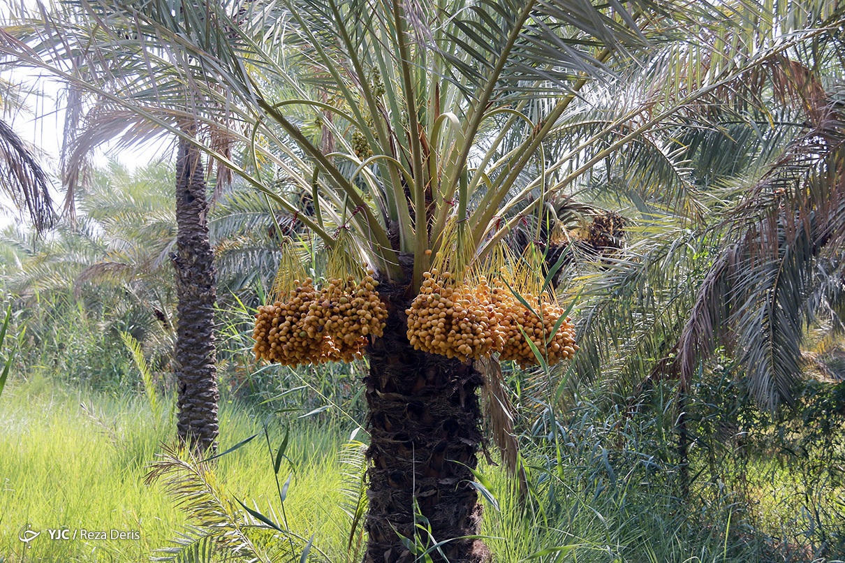 درخت نخل