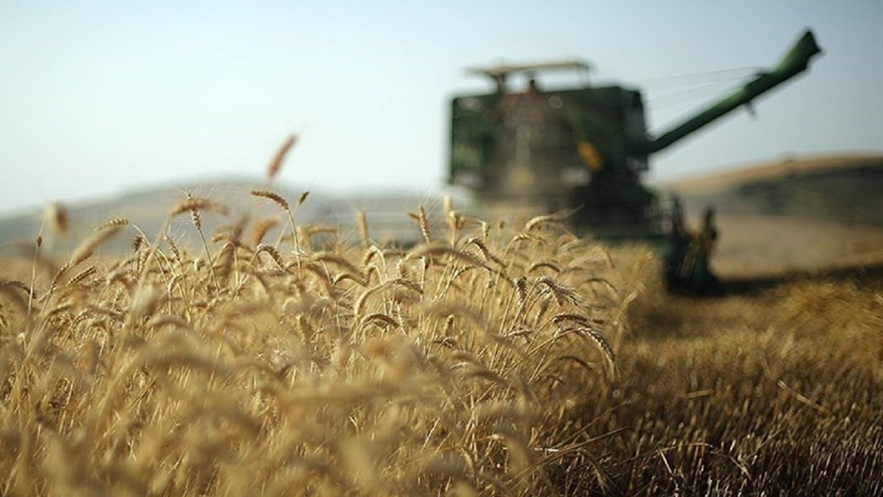پرداخت ۹۹ درصد مطالبه گندمکاران کردستانی