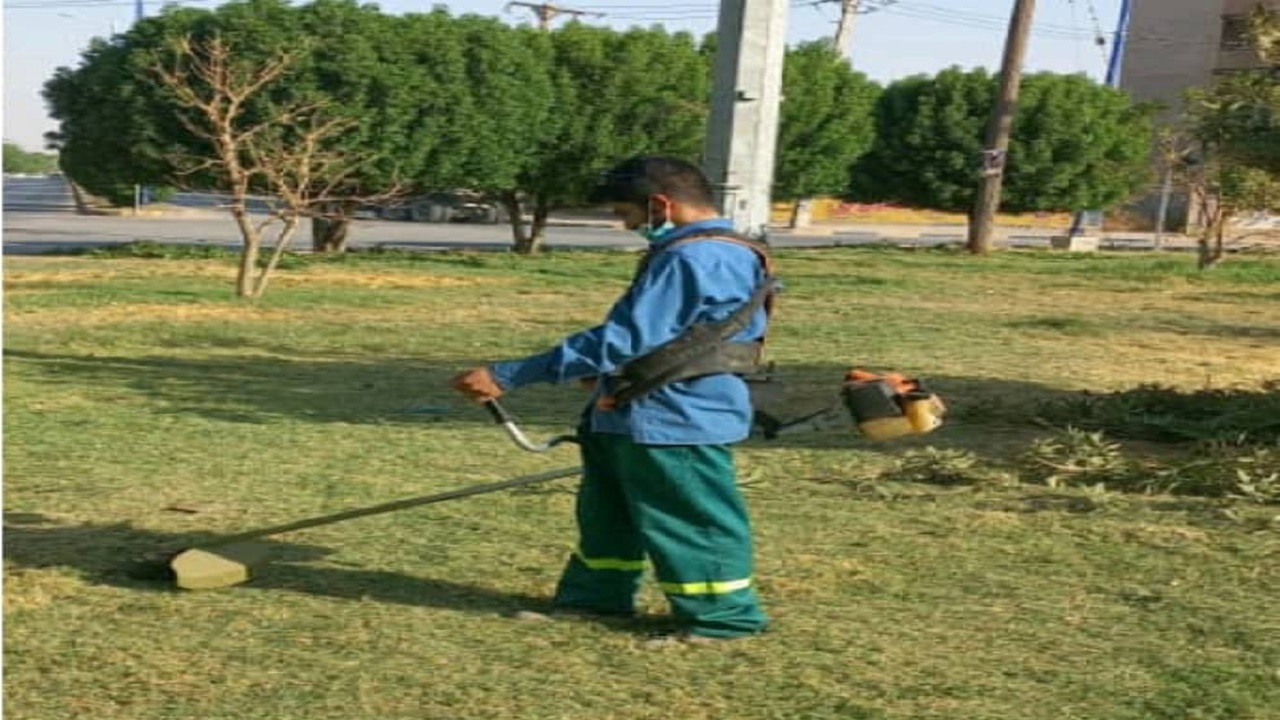 هرس درختان در دستور کار شهرداری قرار گرفت