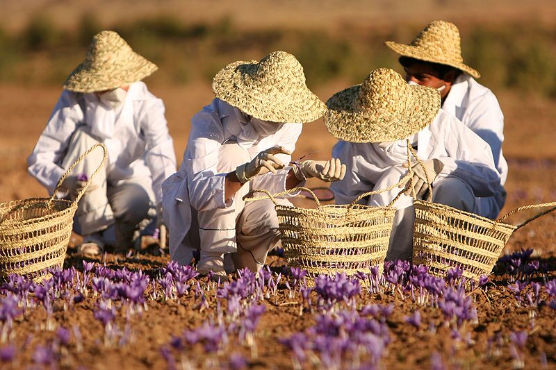 در پیچ و خم&zwnj;های ثبت جهانی اوسک/ قیمت طلای سرخ ایران چند است؟