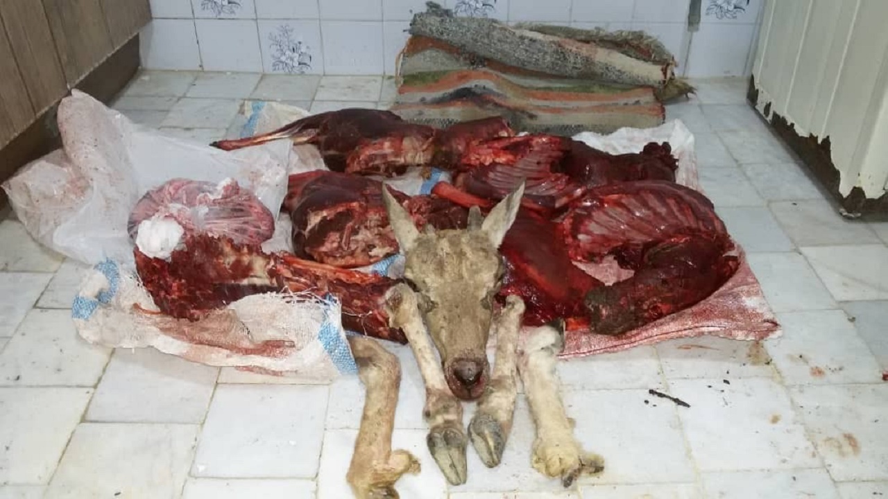 شکارچی میش وحشی به دام افتاد