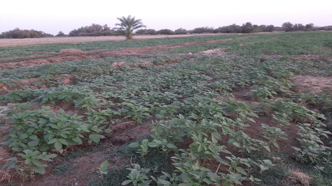افزایش سطح زیر کشت کنجد در قطب تولید کنجد سیستان و بلوچستان