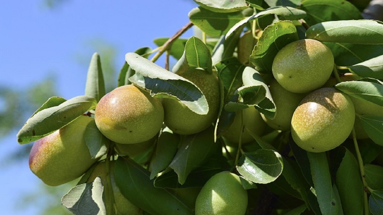 جوجوبا؛ نسخه ای طبیعی برای پوست سالم تر(+عکس)