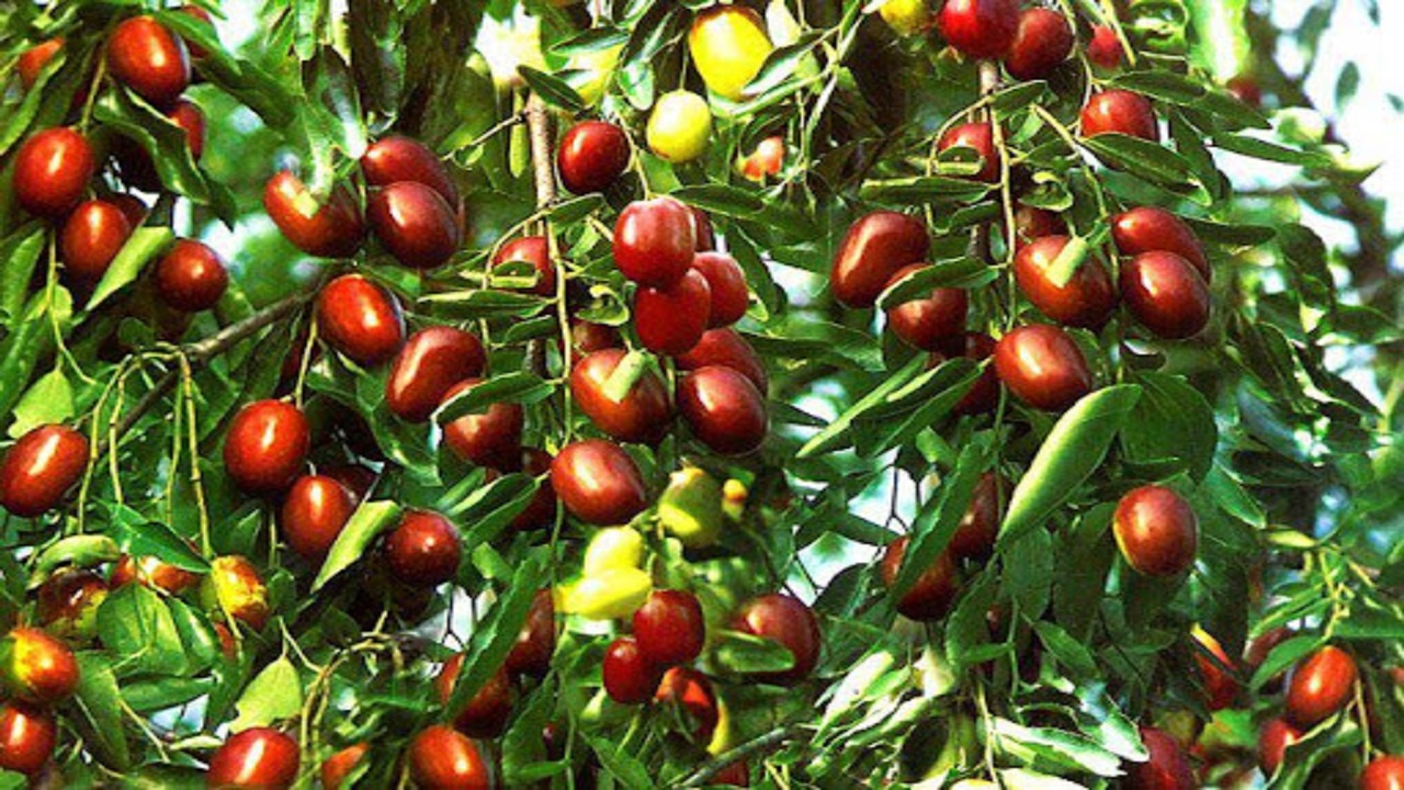تکمیل زنجیره ها، راه حلی برای برند سازی در حوزه عناب/ نیاز به ثبت جهانی محصول داریم