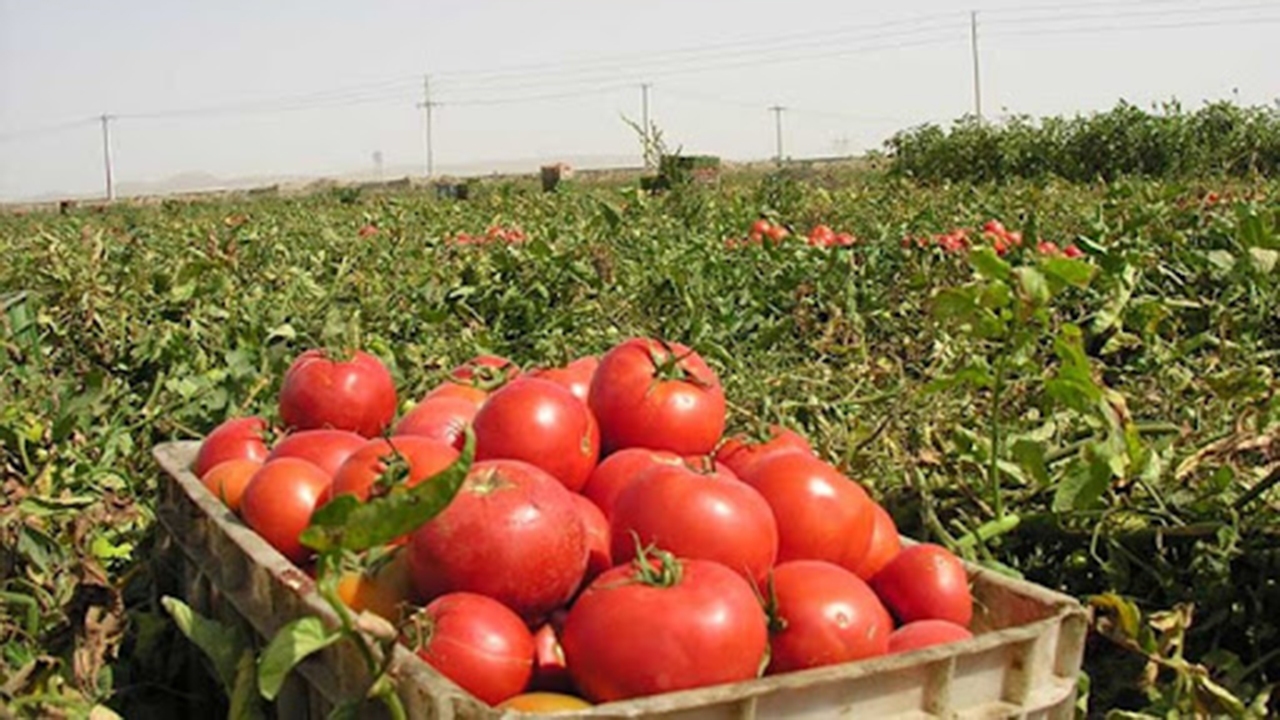 کاشت ۲۵۰ هکتار گوجه فرنگی پاییزه در فراشبند/ افزایش کشت کنجد در گراش