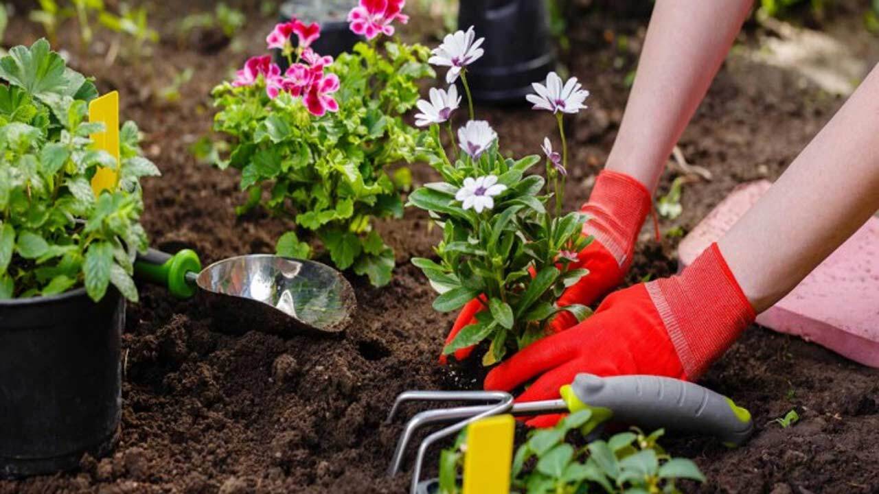 روش آسان برای کاشت گیاه در دل خاک + فیلم