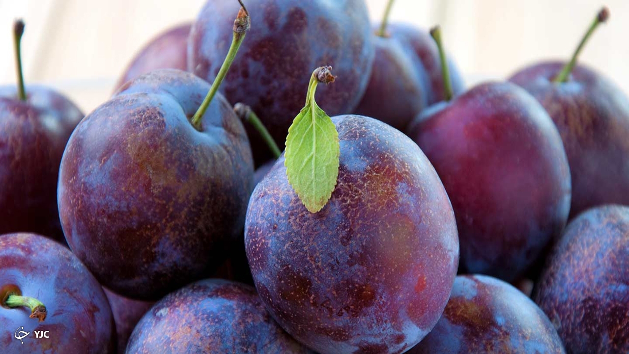 مهاباد سومین شهر آذربایجان‌غربی در تولید آلو است