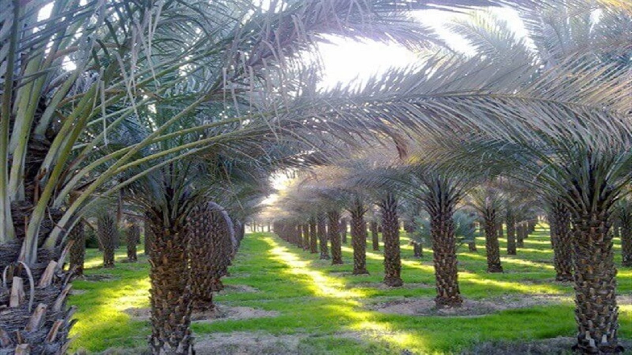 پیش بینی برداشت بیش از ۳ هزار تن خرما در قصرشیرین