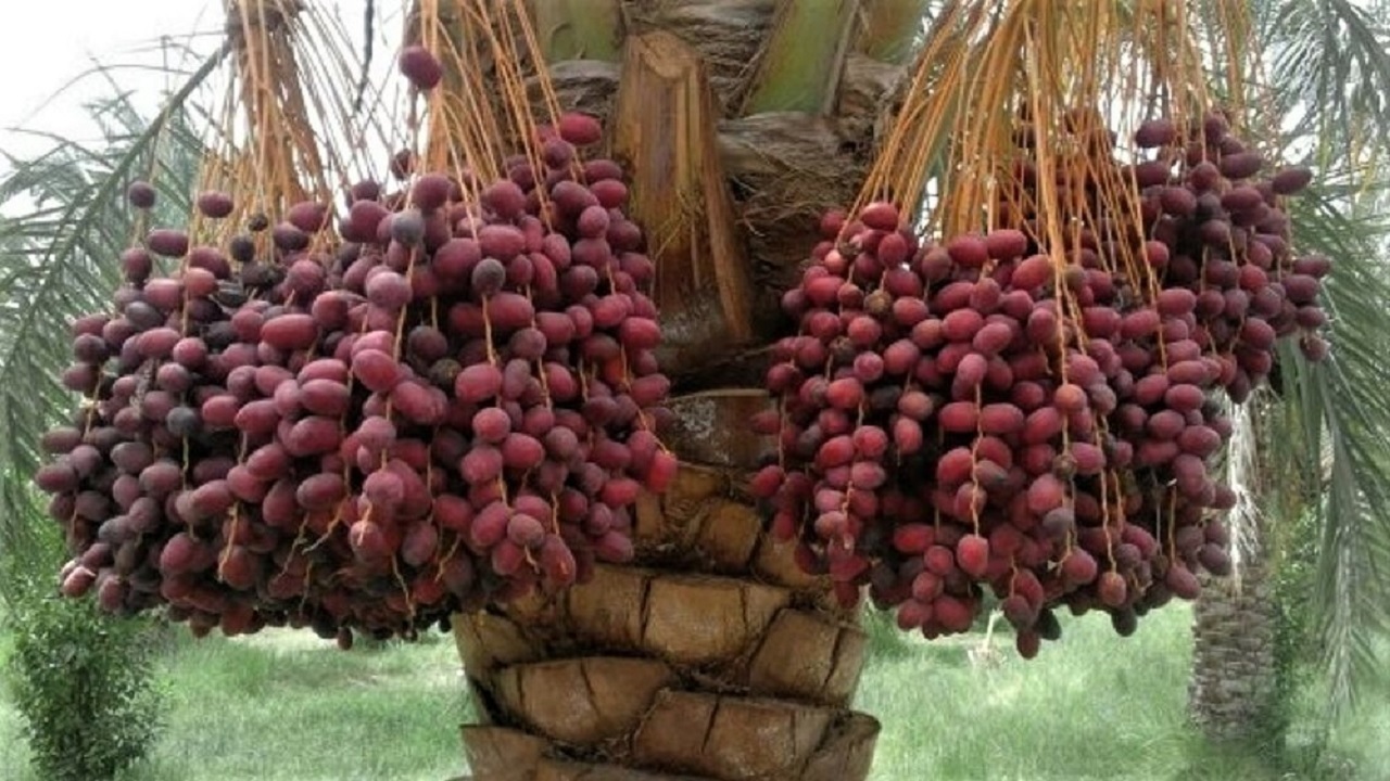ازعوارض خطرناک زیاده&zwnj;روی در مصرف انجیرتا ۸ گل جادویی برای سلامت پوست و مو