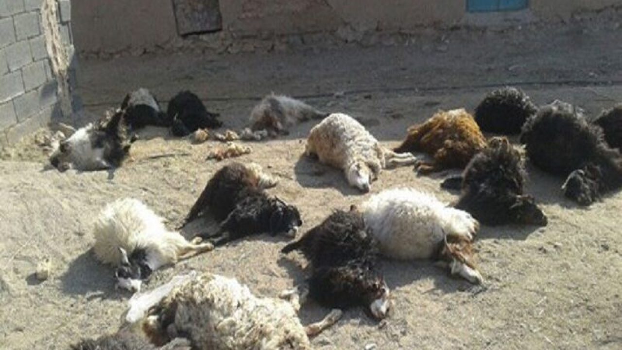 معدوم‌سازی لاشه ۲۸ راس بز مسموم‌شده در سروآباد