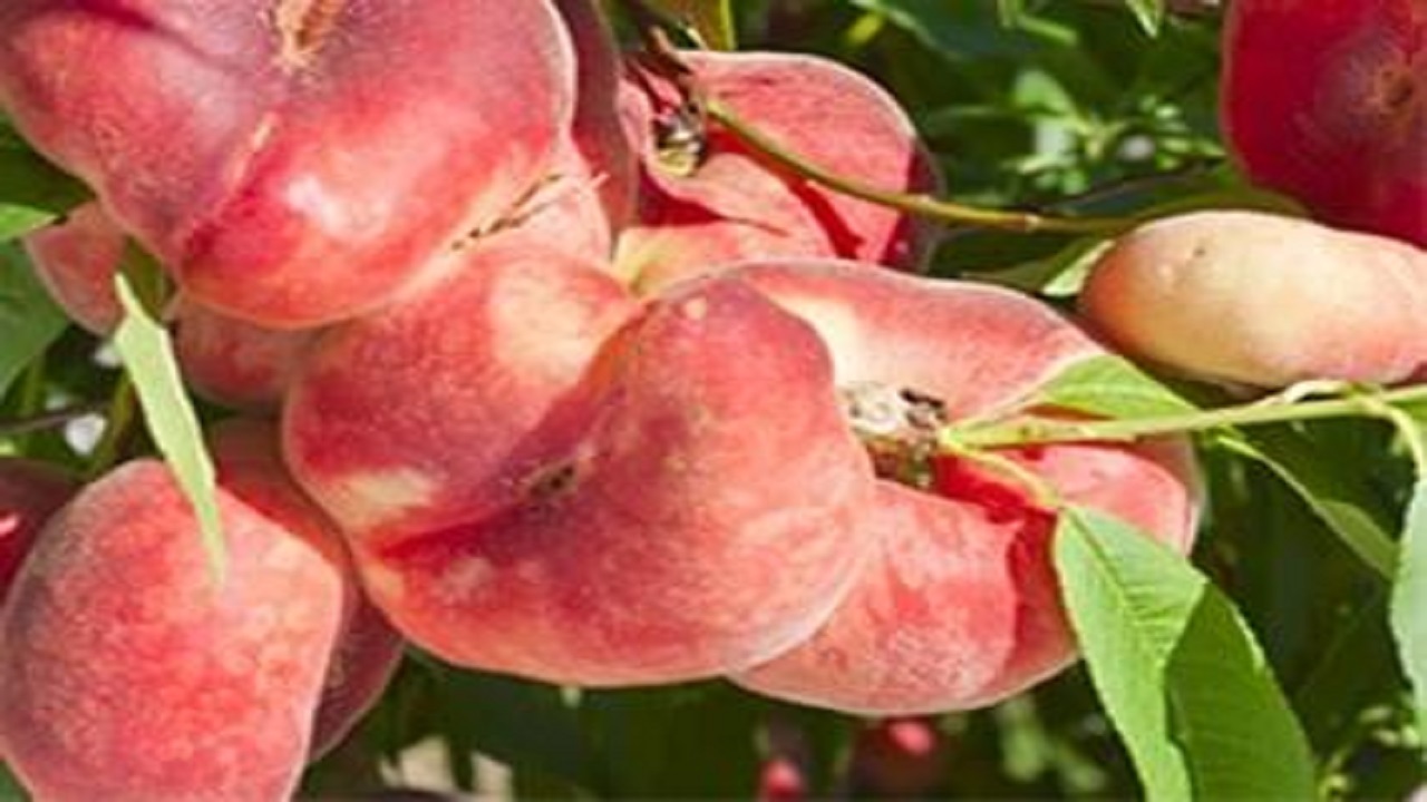 کاهش ۳۰ درصدی برداشت هلو به دلیل سرمازدگی در شهرستان نهاوند