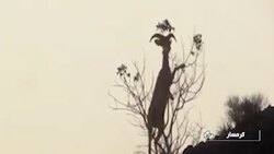 جانوری که هرگز نمی‌میرد! + فیلم