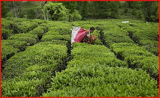آغاز چین سوم برگ سبز چای