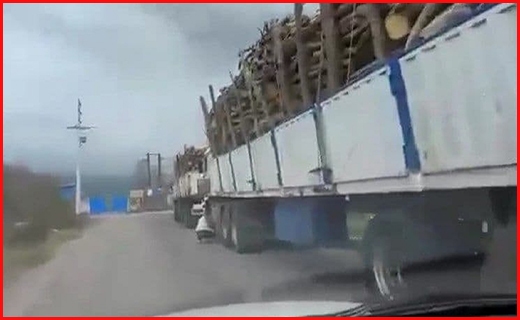 واقعیت ماجرای قطع و انتقال درختان جنگلی شمال به یک کارخانه چیست؟+ فیلم