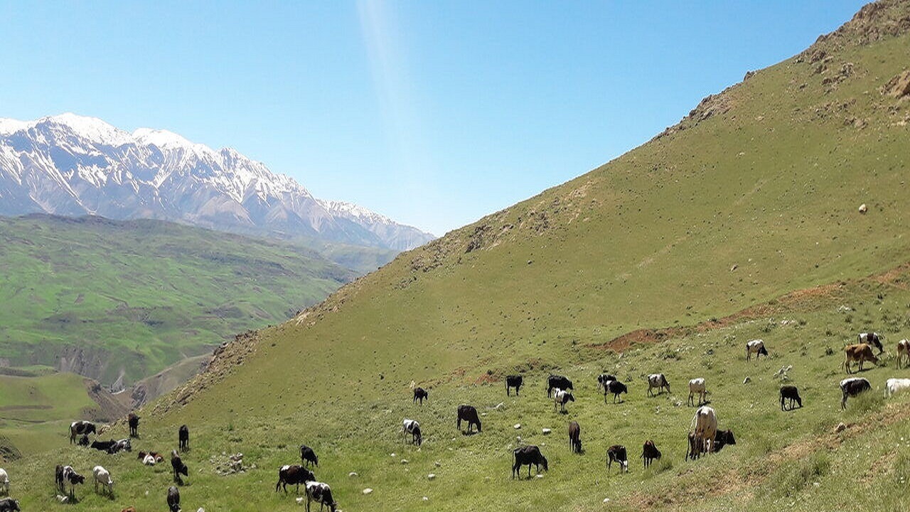 دامداران و مرتع‌داران آذربایجان‌شرقی پروانه چرای خود را تمدید کنند