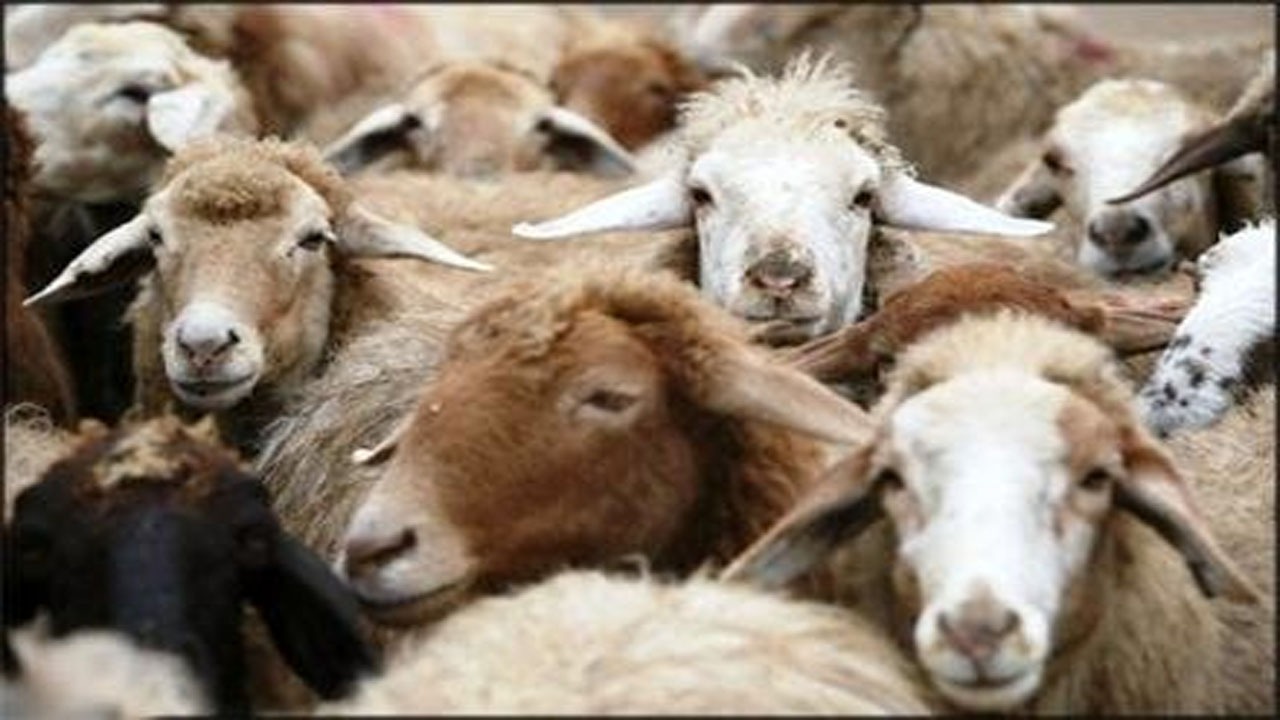 نظر علمای دین درباره قربانی کردن در انظار عمومی