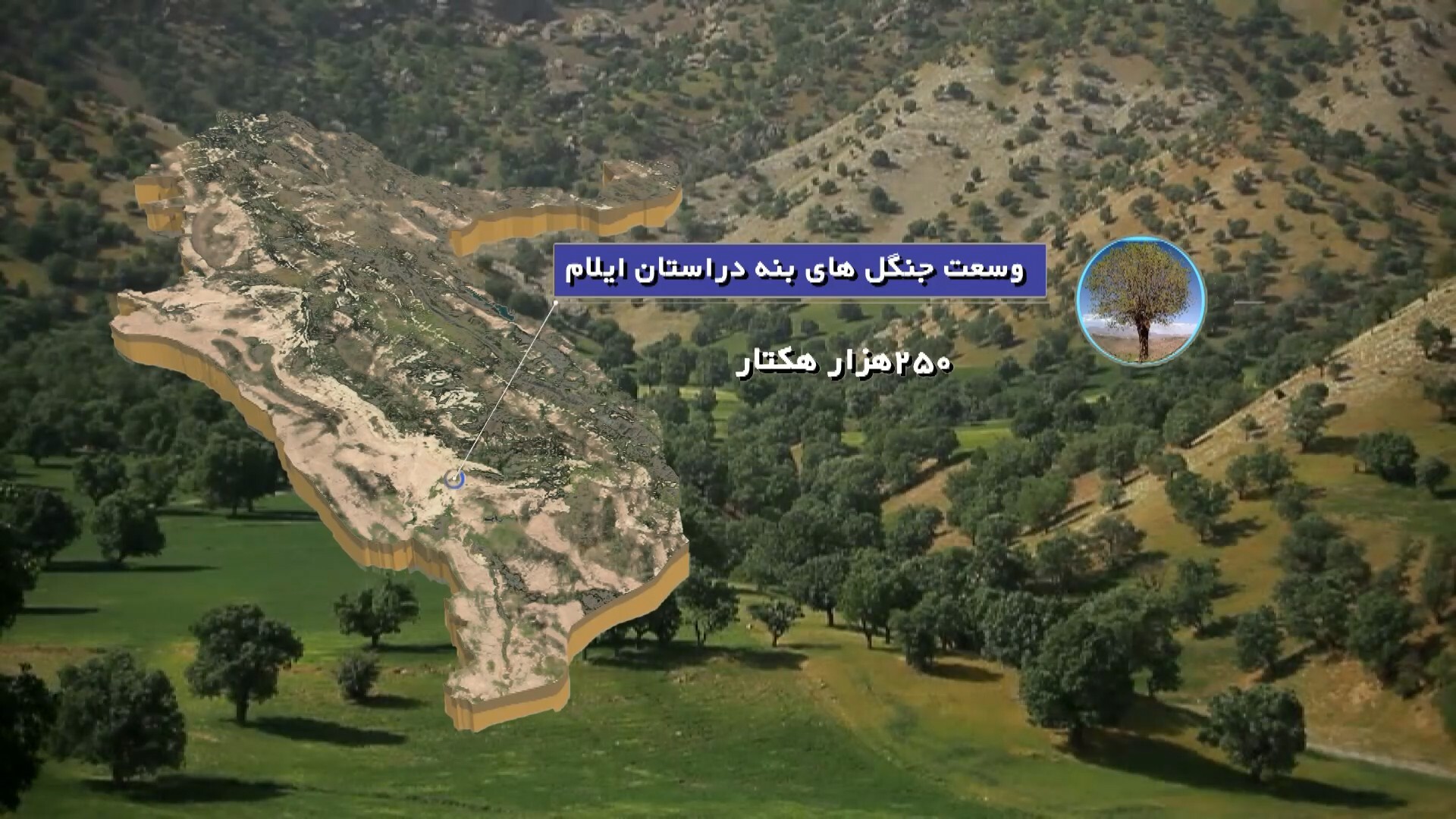 وقتی شیره جان درختان زاگرس دوای درد ایرانی&zwnj;ها نمی&zwnj;شود / کلاف سردرگم طلای سبز