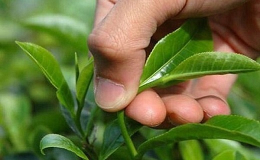 چای، طلای سبز استان گیلان چای، طلای سبز استان گیلان
