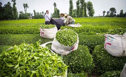 چای، طلای سبز استان گیلان چای، طلای سبز استان گیلان