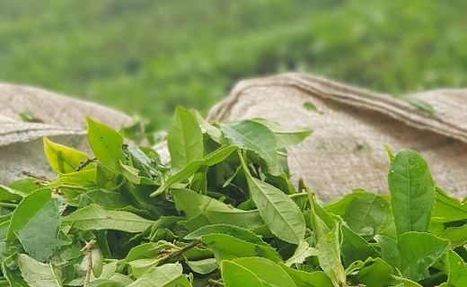 چای، طلای سبز استان گیلان چای، طلای سبز استان گیلان