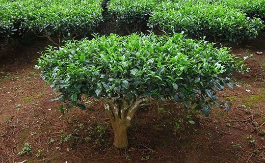 چای، طلای سبز استان گیلان چای، طلای سبز استان گیلان