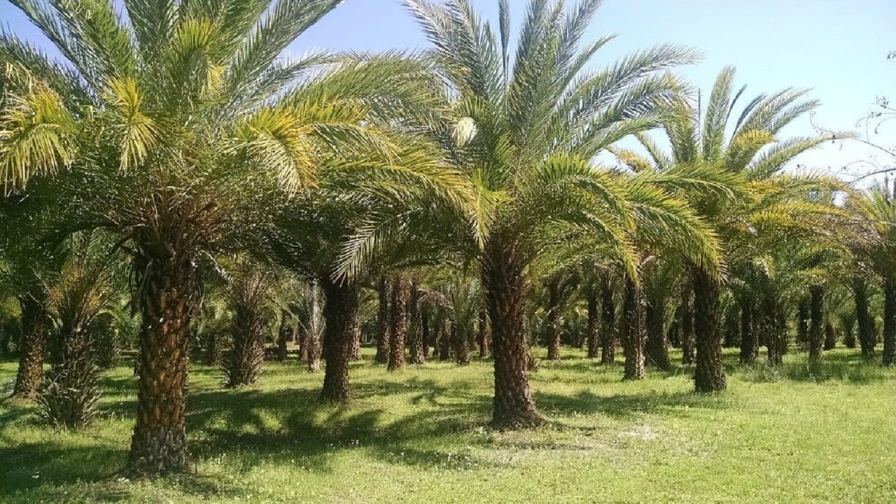 بارندگی ۵٠ درصد از محصول خرمای فنوج سیستان و بلوچستان را از بین برد