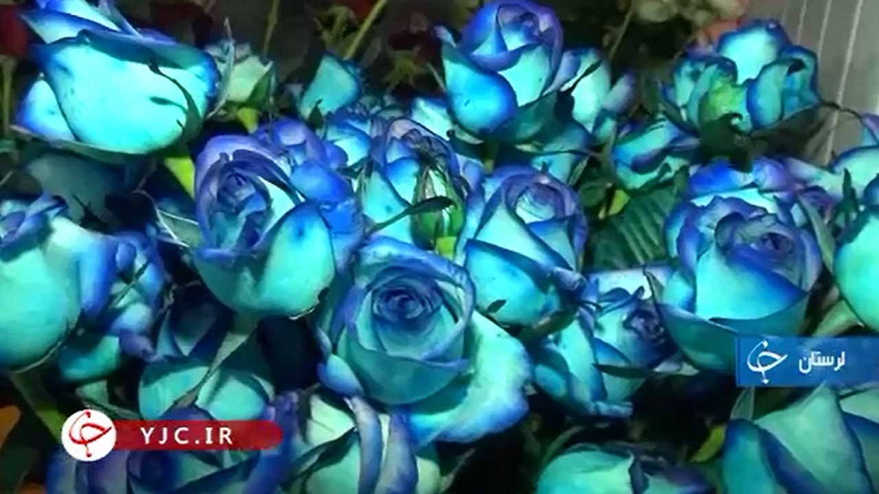 از مهندسی عمران تا پرورش گل‌های رنگارنگ+فیلم