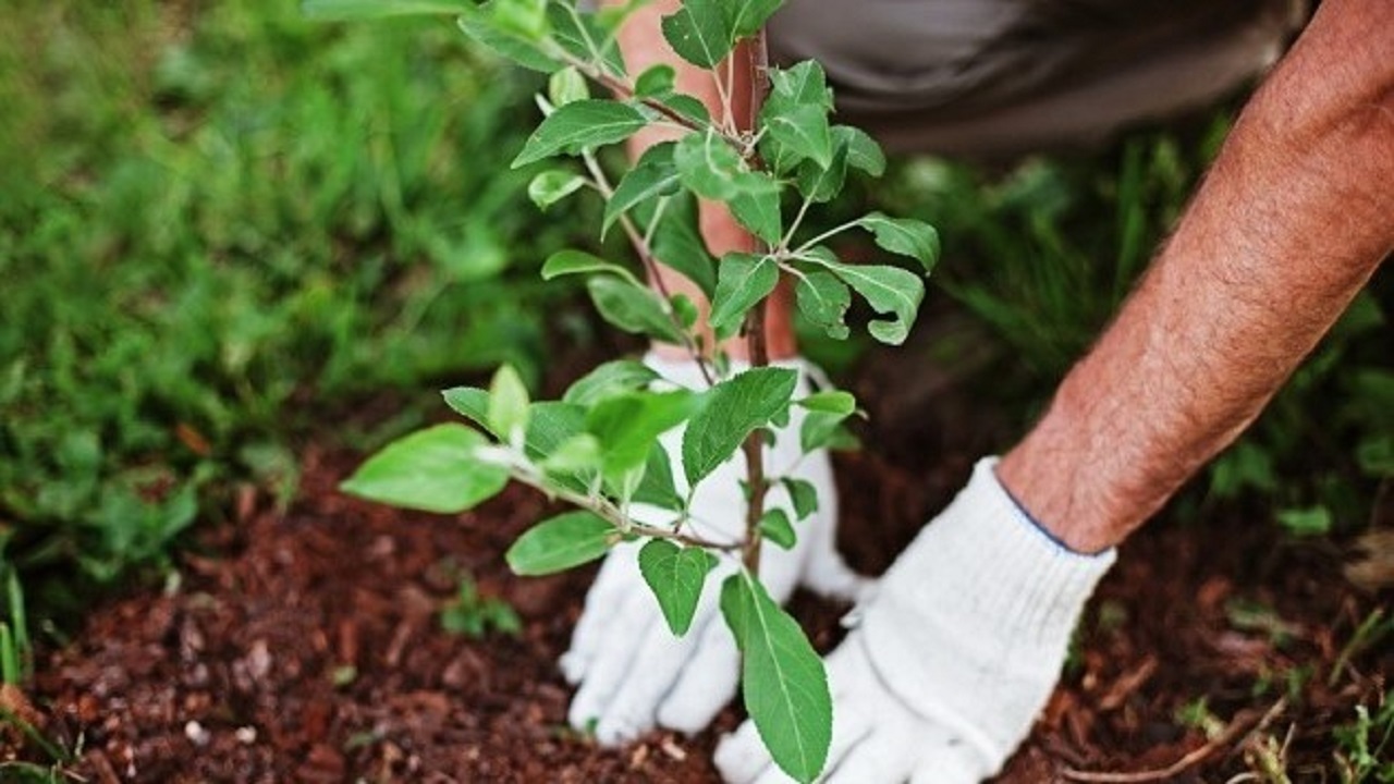 درختانی که از دل یک چاه غیرمجاز می رویند