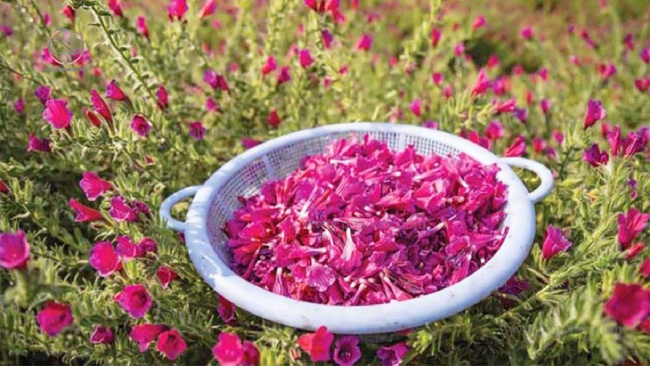 خشکسالی؛ داغی بر دل تولیدکنندگان گیاهان دارویی