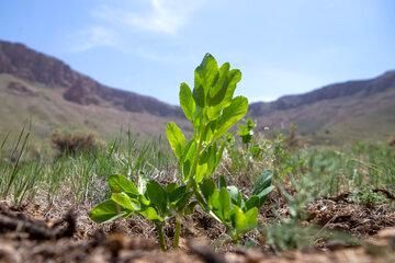 خشکسالی؛ داغی بر دل تولیدکنندگان گیاهان دارویی