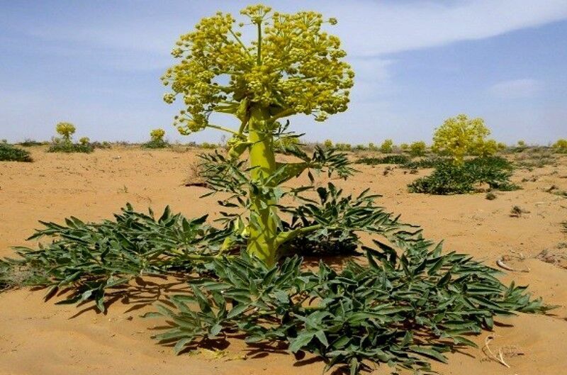 خشکسالی؛ داغی بر دل تولیدکنندگان گیاهان دارویی