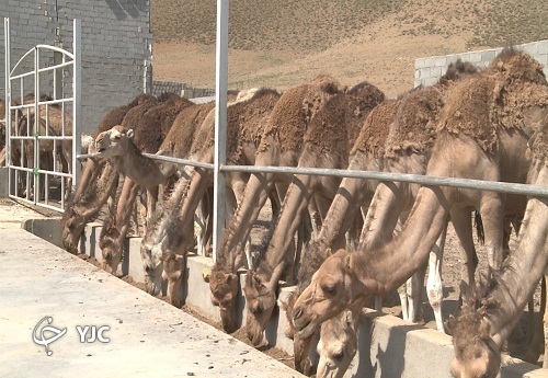 گنج کویر به چهارمحال و بختیاری آمد