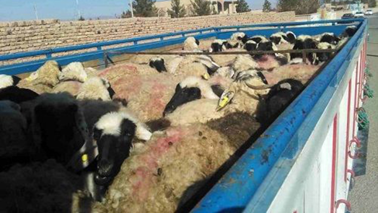 بارگیری بیش از ۱۸ هزار راس دام از فسا