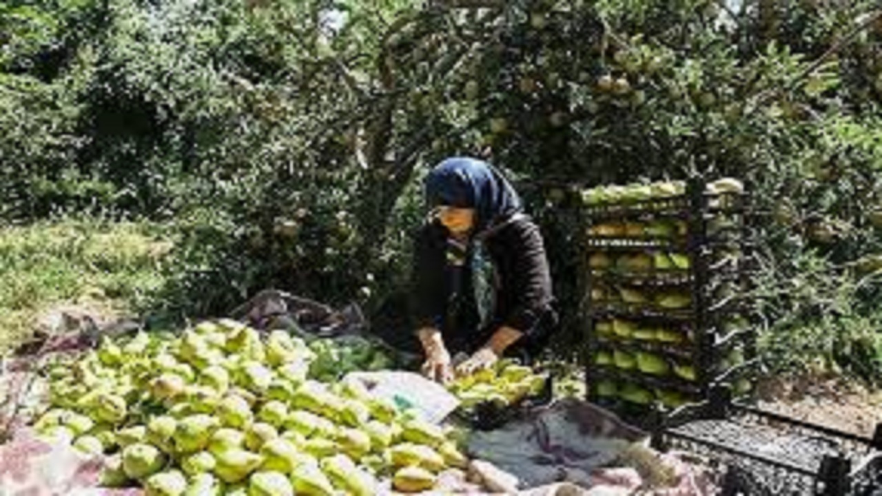 آغاز برداشت گلابی از باغات استان قزوین