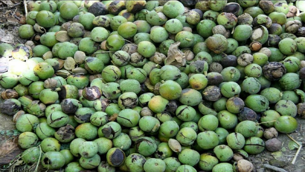 خرید و فروش گردو پوسته سبز در نهاوند ممنوع شد