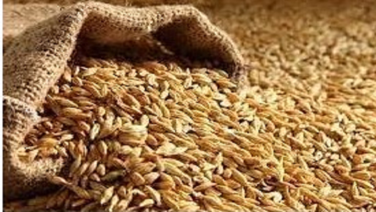اختصاص ۱۰ هزار تن جو ویژه خشکسالی به مازندران