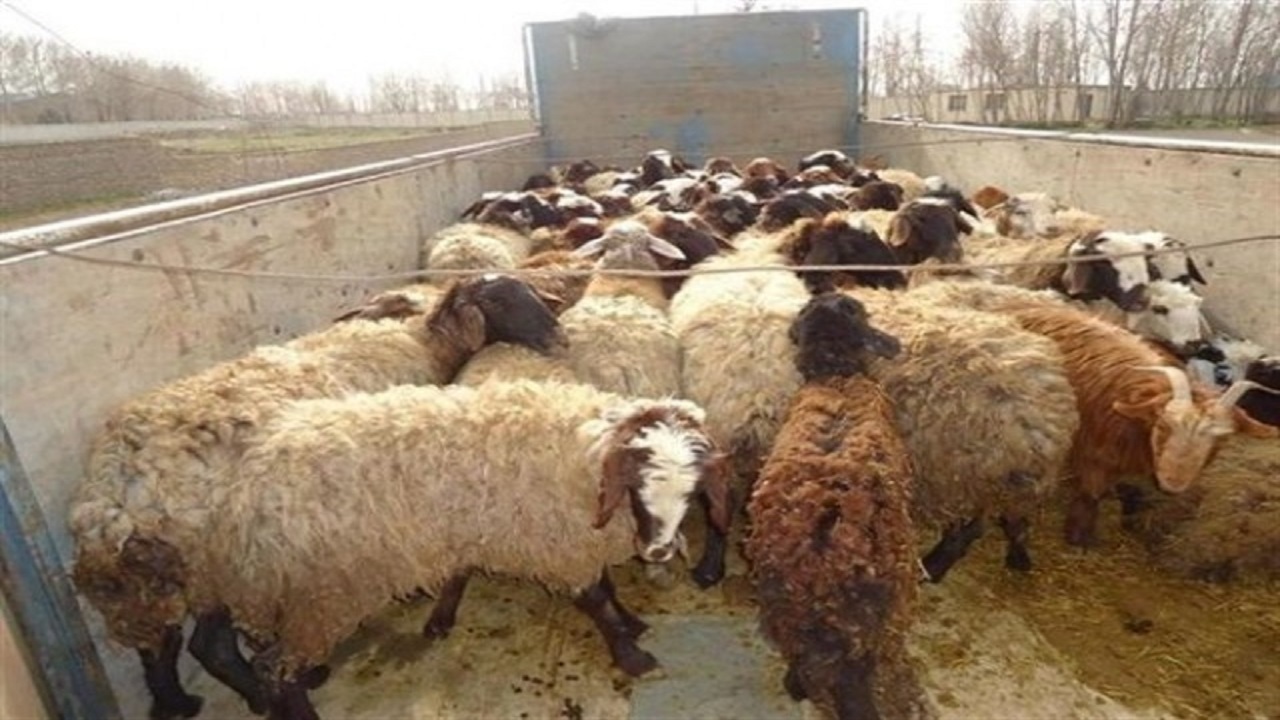 نظارت بهداشتی و شرعی بربیش از ۲۶۰۰ راس دام سبک و سنگین در روز عید سعید قربان