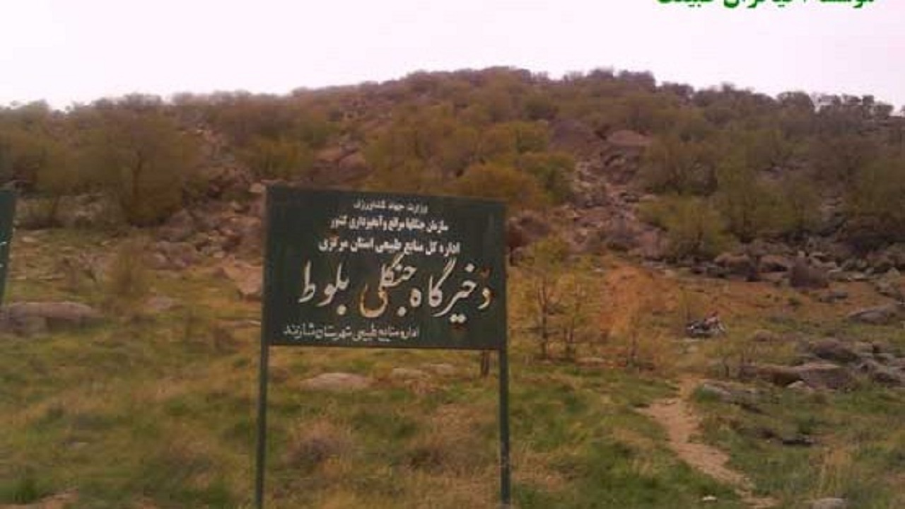 جنگل‌های بلوط شازند در معرض خطر