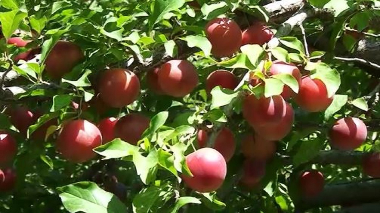 رکورد شکنی تولید آلوچه در مراغه