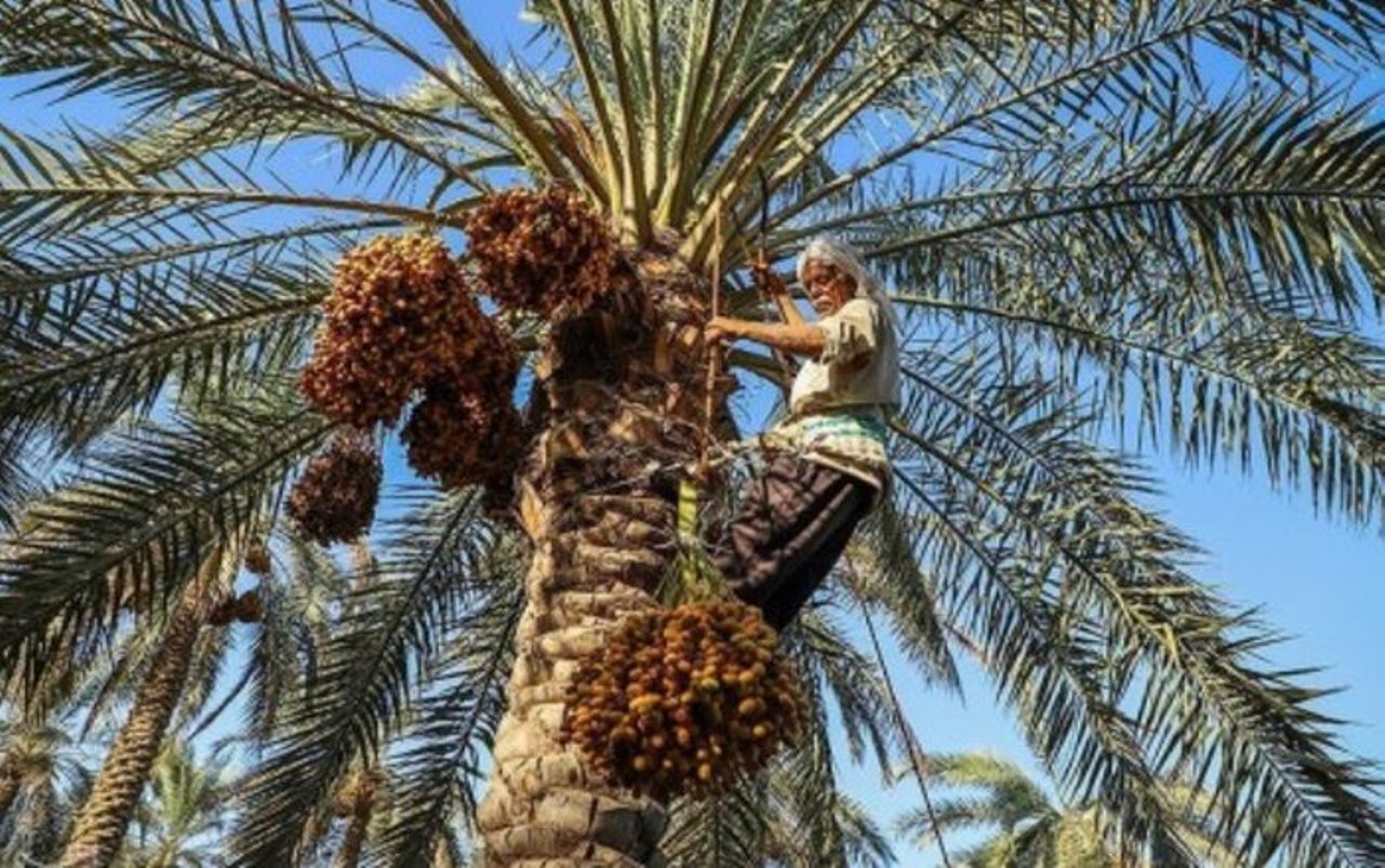 برداشت رطب از نخلستان‌های بندرلنگه