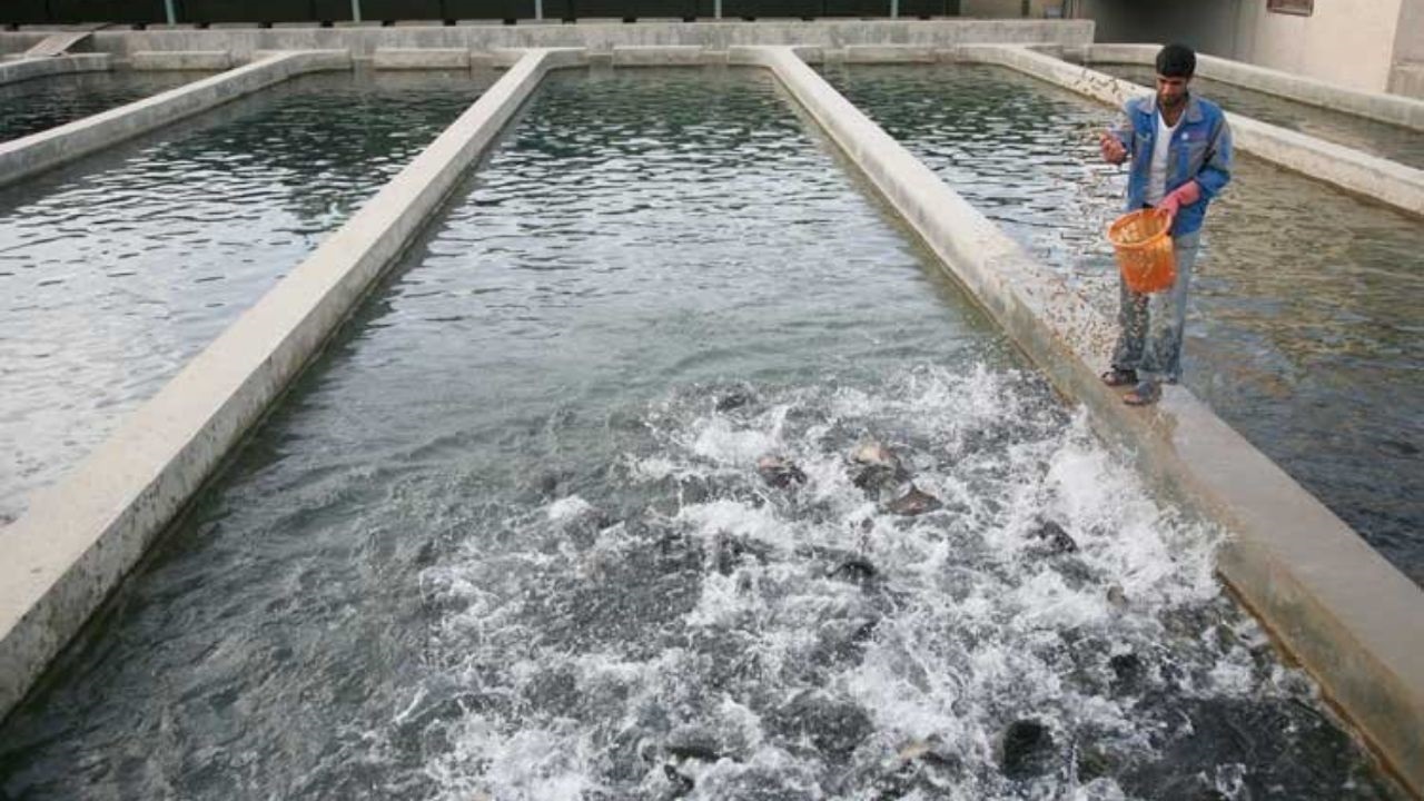 مشارکت معین‌های اقتصادی در حوزه آبزیان کوهسرخ