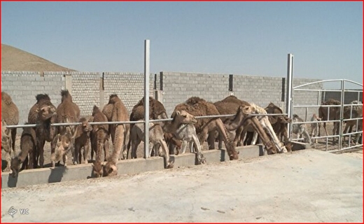 گنج کویر به چهارمحال و بختیاری آمد/ بازار تاریخی نطنز جان می&zwnj;گیرد/ اورامانات چاه نفت دائمی برای درآمدزایی