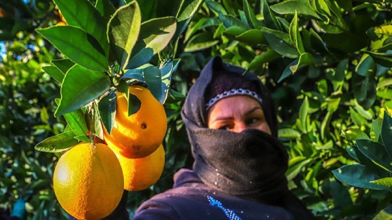 بدعهدی در پرداخت مطالبات باغداران شمالی