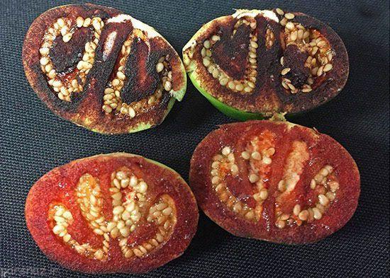 واقعیت های عجیب و غریب در طول تاریخ+تصاویر