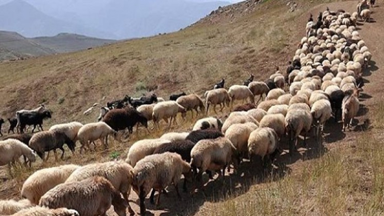 آغاز طرح خرید دام مازاد عشایر در استان یزد
